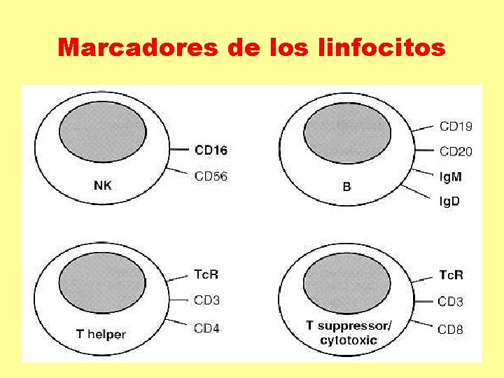Marcadores de los linfocitos Marcadores de los linfocitos