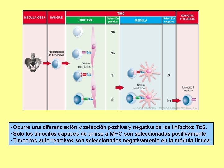 • Ocurre una diferenciación y selección positiva y negativa de los linfocitos Tαβ. • Ocurre una diferenciación y selección positiva y negativa de los linfocitos Tαβ.