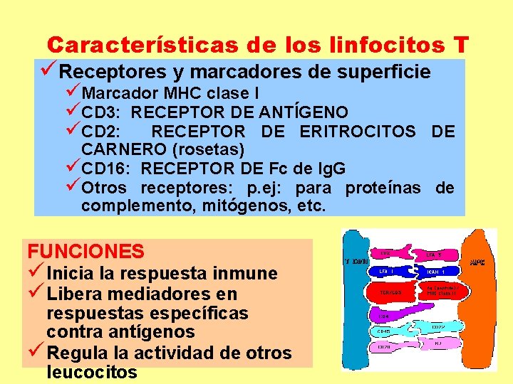 Características de los linfocitos T üReceptores y marcadores de superficie üMarcador MHC clase I Características de los linfocitos T üReceptores y marcadores de superficie üMarcador MHC clase I