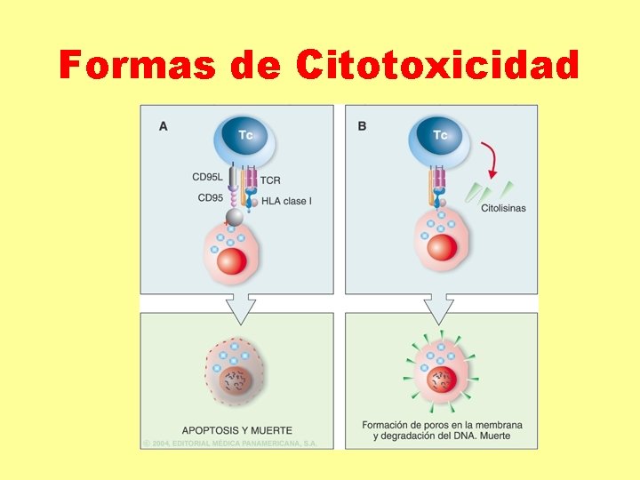 Formas de Citotoxicidad Formas de Citotoxicidad