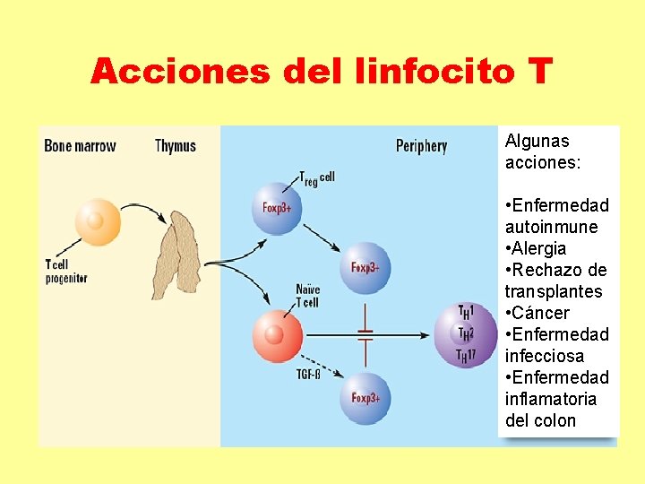 Acciones del linfocito T Algunas acciones: • Enfermedad autoinmune • Alergia • Rechazo de Acciones del linfocito T Algunas acciones: • Enfermedad autoinmune • Alergia • Rechazo de