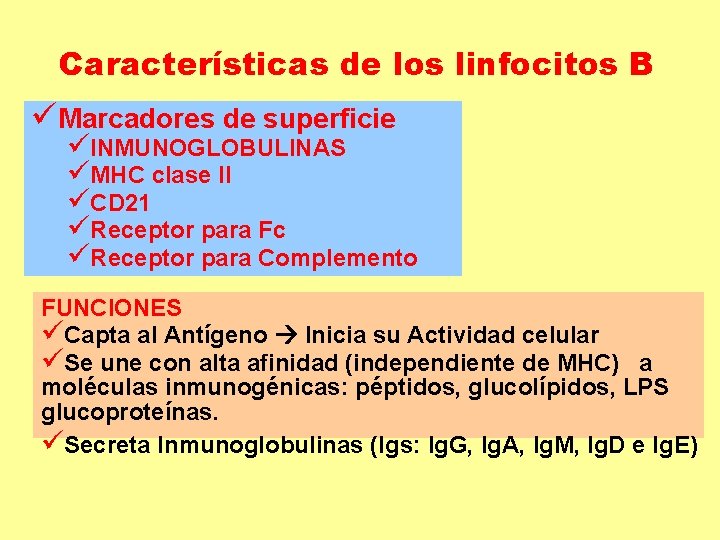 Características de los linfocitos B üMarcadores de superficie üINMUNOGLOBULINAS üMHC clase II üCD 21 Características de los linfocitos B üMarcadores de superficie üINMUNOGLOBULINAS üMHC clase II üCD 21