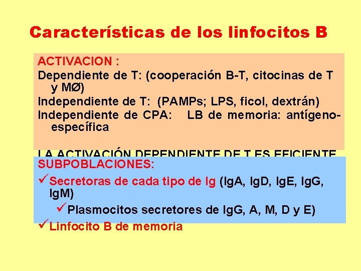 Características de los linfocitos B ACTIVACION : Dependiente de T: (cooperación B-T, citocinas de Características de los linfocitos B ACTIVACION : Dependiente de T: (cooperación B-T, citocinas de