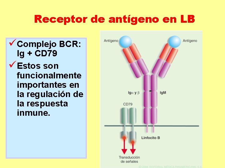 Receptor de antígeno en LB üComplejo BCR: Ig + CD 79 üEstos son funcionalmente Receptor de antígeno en LB üComplejo BCR: Ig + CD 79 üEstos son funcionalmente
