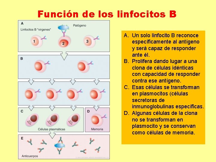 Función de los linfocitos B A. Un solo linfocito B reconoce específicamente al antígeno Función de los linfocitos B A. Un solo linfocito B reconoce específicamente al antígeno