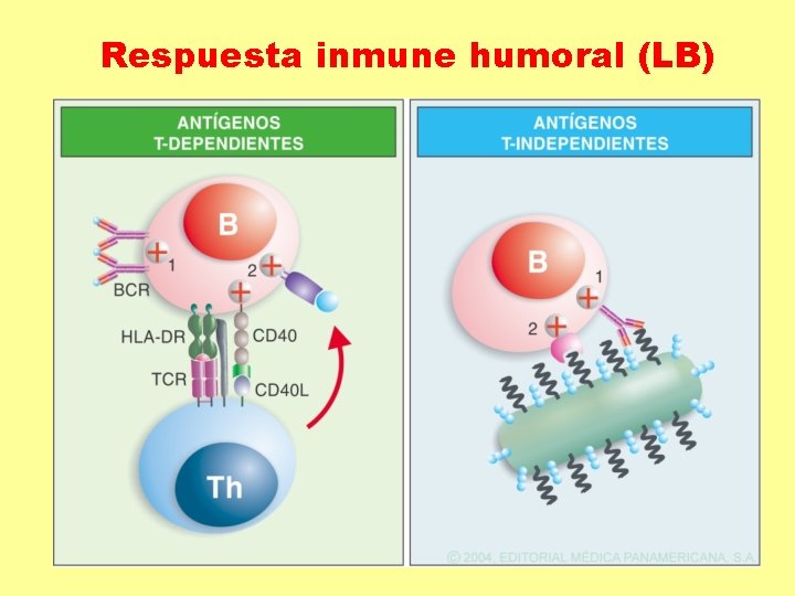 Respuesta inmune humoral (LB) Respuesta inmune humoral (LB)
