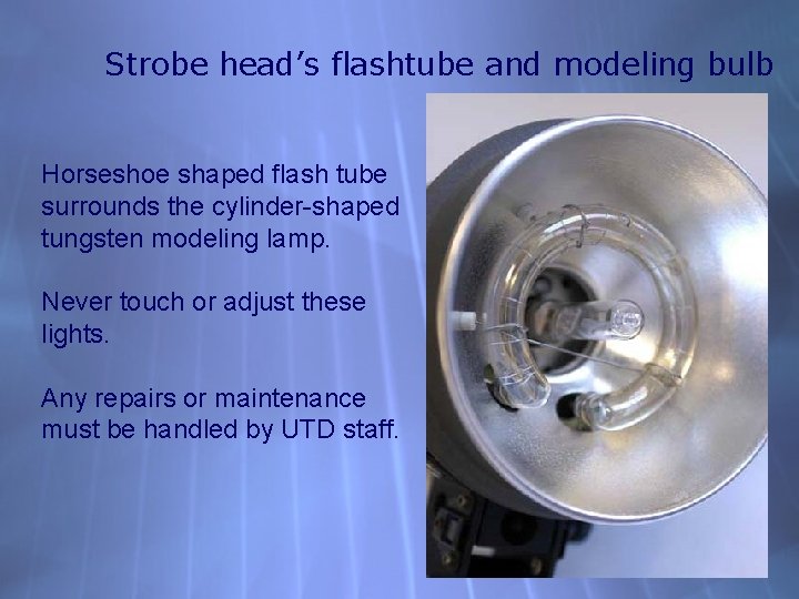 Strobe head’s flashtube and modeling bulb Horseshoe shaped flash tube surrounds the cylinder-shaped tungsten