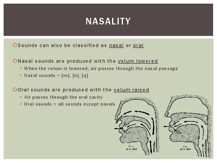 NASALITY Sounds can also be classified as nasal or oral Nasal sounds are produced