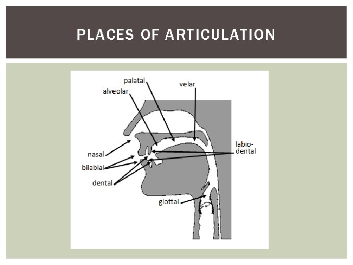 PLACES OF ARTICULATION 