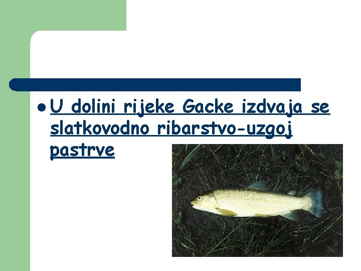 l. U dolini rijeke Gacke izdvaja se slatkovodno ribarstvo-uzgoj pastrve 