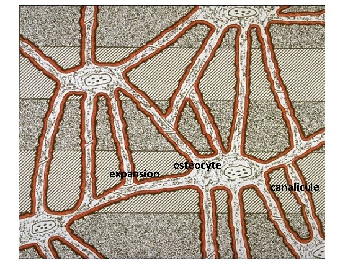 expansion ostéocyte canalicule 