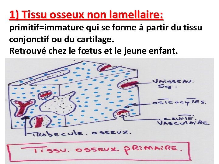 1) Tissu osseux non lamellaire: primitif=immature qui se forme à partir du tissu conjonctif