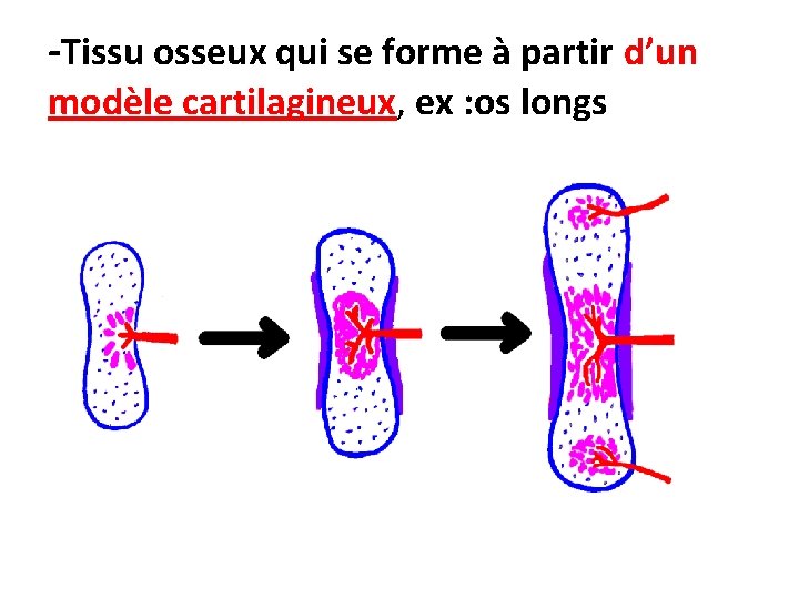 -Tissu osseux qui se forme à partir d’un modèle cartilagineux, ex : os longs