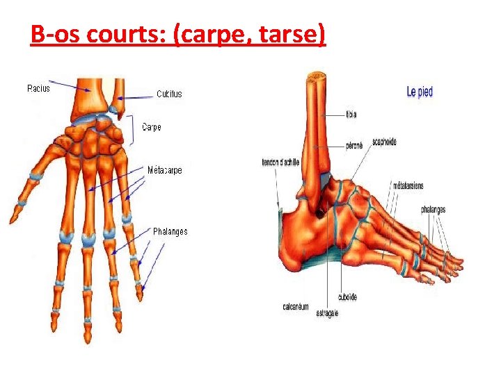 B-os courts: (carpe, tarse) 