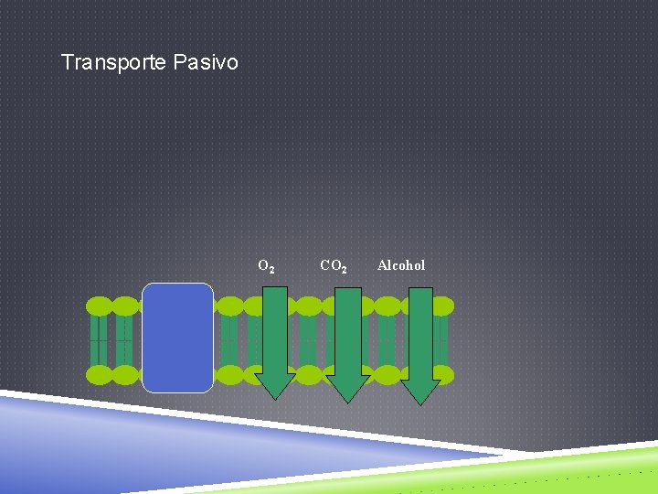 Transporte Pasivo O 2 CO 2 Alcohol 