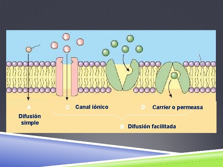 + + A Difusión simple + Canal iónico D Carrier o permeasa B Difusión