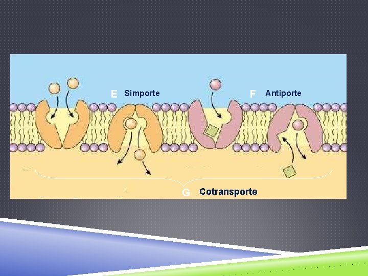 E Simporte F G Cotransporte Antiporte 