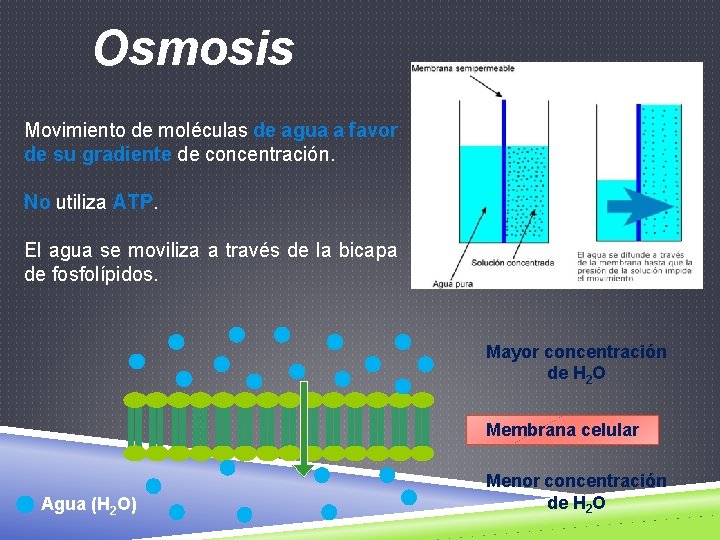 Osmosis Movimiento de moléculas de agua a favor de su gradiente de concentración. No