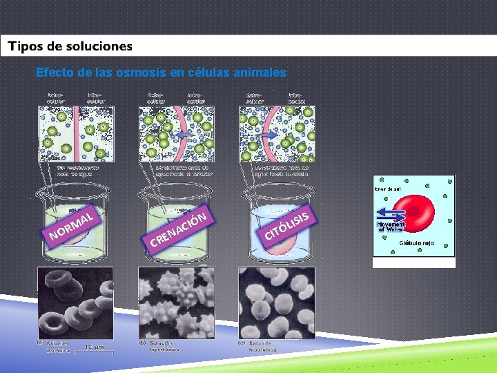Efecto de las osmosis en células animales L MA R NO N EN CR