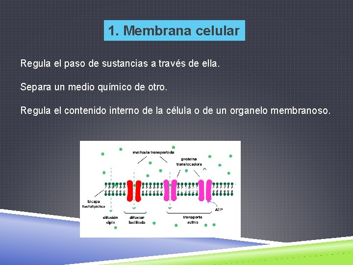 1. Membrana celular Regula el paso de sustancias a través de ella. Separa un