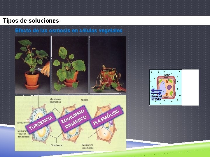 Tipos de soluciones Efecto de las osmosis en células vegetales IA T NC E