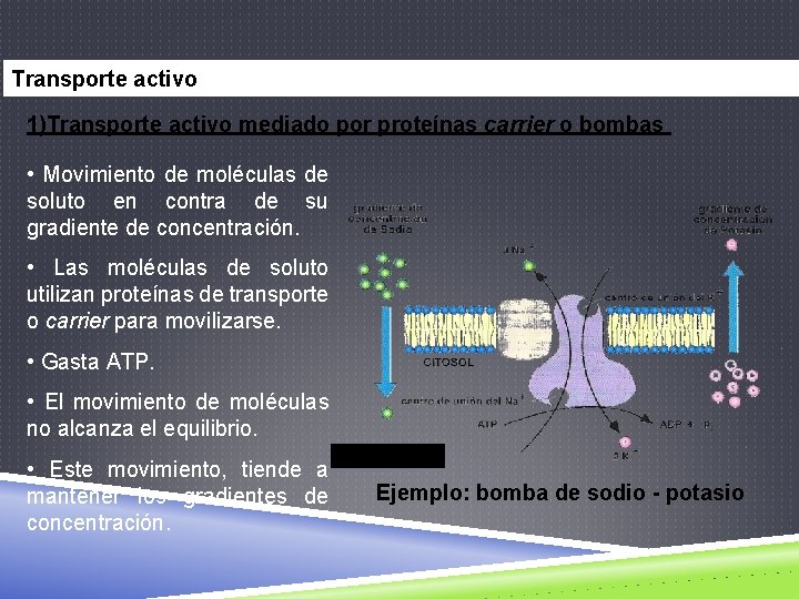 Transporte activo 1)Transporte activo mediado por proteínas carrier o bombas • Movimiento de moléculas