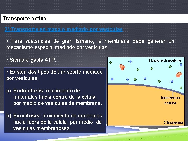 Transporte activo 2) Transporte en masa o mediado por vesículas • Para sustancias de