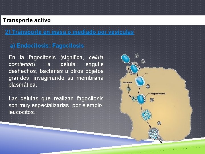Transporte activo 2) Transporte en masa o mediado por vesículas a) Endocitosis: Fagocitosis En