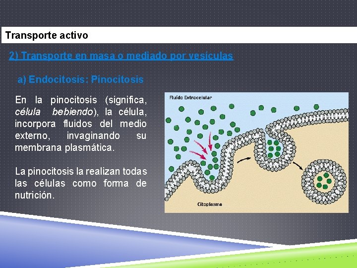 Transporte activo 2) Transporte en masa o mediado por vesículas a) Endocitosis: Pinocitosis En
