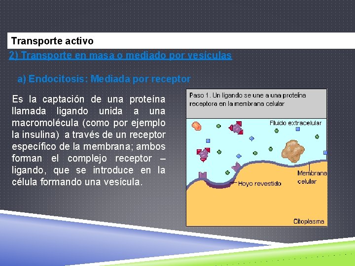 Transporte activo 2) Transporte en masa o mediado por vesículas a) Endocitosis: Mediada por