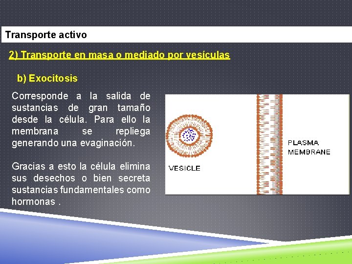Transporte activo 2) Transporte en masa o mediado por vesículas b) Exocitosis Corresponde a
