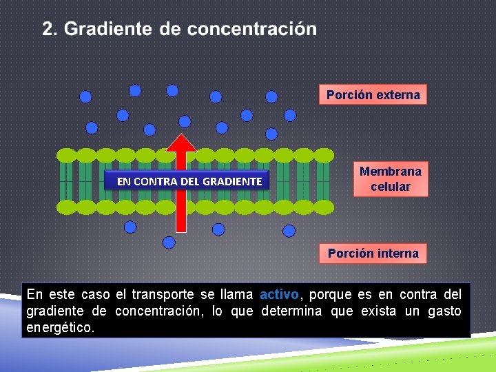 Porción externa EN CONTRA DEL GRADIENTE Membrana celular Porción interna En este caso el