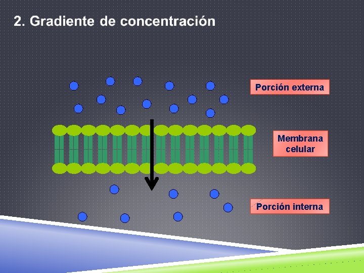 Porción externa Membrana celular Porción interna 