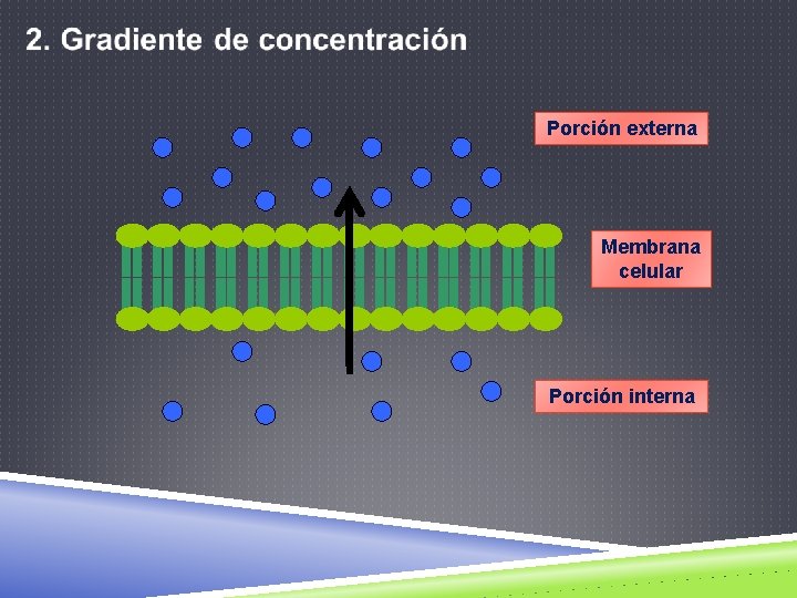 Porción externa Membrana celular Porción interna 
