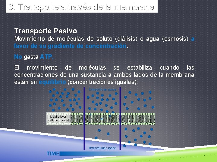 3. Transporte a través de la membrana Transporte Pasivo Movimiento de moléculas de soluto