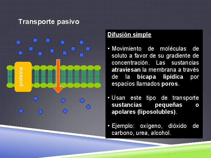 Transporte pasivo proteína Difusión simple • Movimiento de moléculas de soluto a favor de