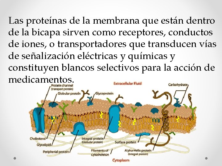 Las proteínas de la membrana que están dentro de la bicapa sirven como receptores, Las proteínas de la membrana que están dentro de la bicapa sirven como receptores,
