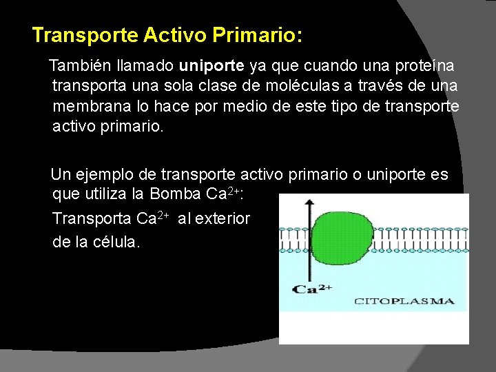 Transporte Activo Primario: También llamado uniporte ya que cuando una proteína transporta una sola Transporte Activo Primario: También llamado uniporte ya que cuando una proteína transporta una sola