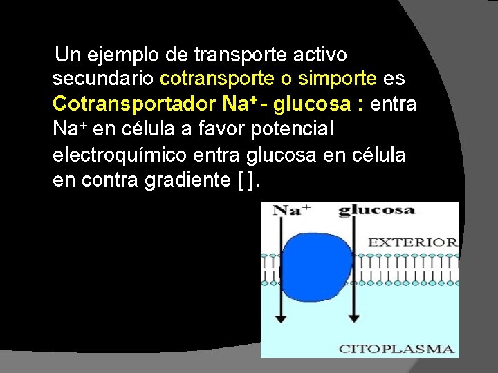 Un ejemplo de transporte activo secundario cotransporte o simporte es Cotransportador Na+ - glucosa Un ejemplo de transporte activo secundario cotransporte o simporte es Cotransportador Na+ - glucosa