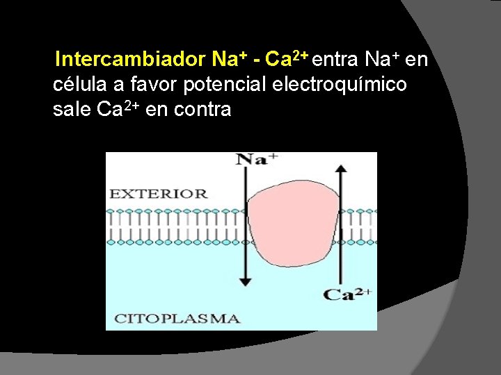 Intercambiador Na+ - Ca 2+ entra Na+ en célula a favor potencial electroquímico sale Intercambiador Na+ - Ca 2+ entra Na+ en célula a favor potencial electroquímico sale