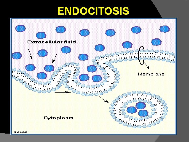 ENDOCITOSIS ENDOCITOSIS