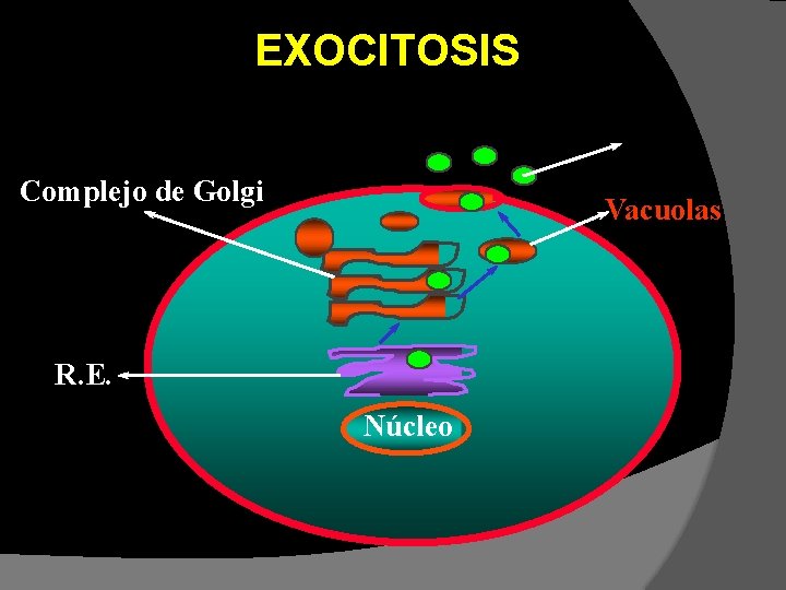 EXOCITOSIS Complejo de Golgi Vacuolas R. E. Núcleo EXOCITOSIS Complejo de Golgi Vacuolas R. E. Núcleo