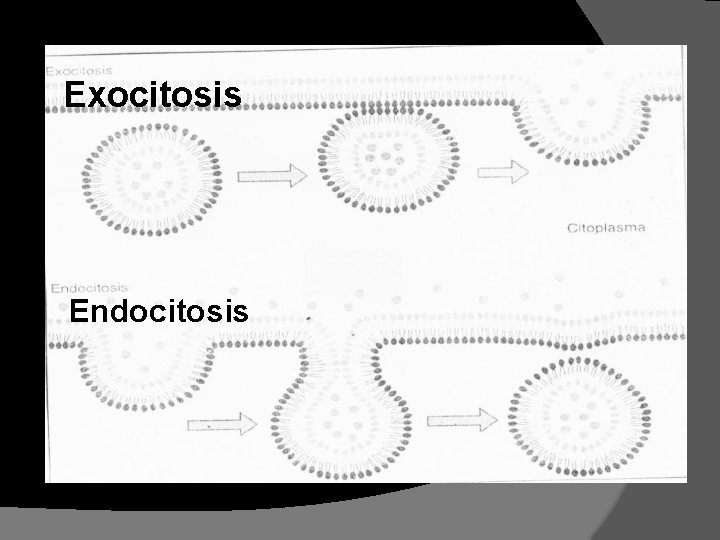 Exocitosis Endocitosis Exocitosis Endocitosis