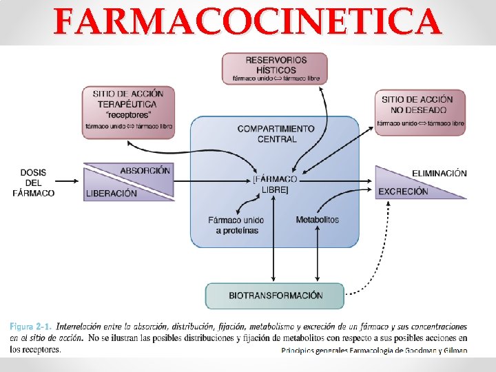 FARMACOCINETICA FARMACOCINETICA