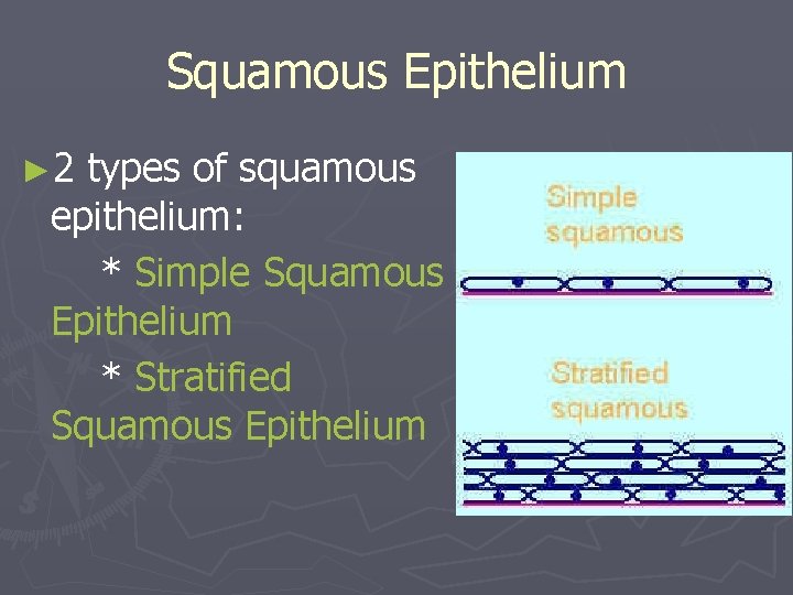 Squamous Epithelium ► 2 types of squamous epithelium: * Simple Squamous Epithelium * Stratified