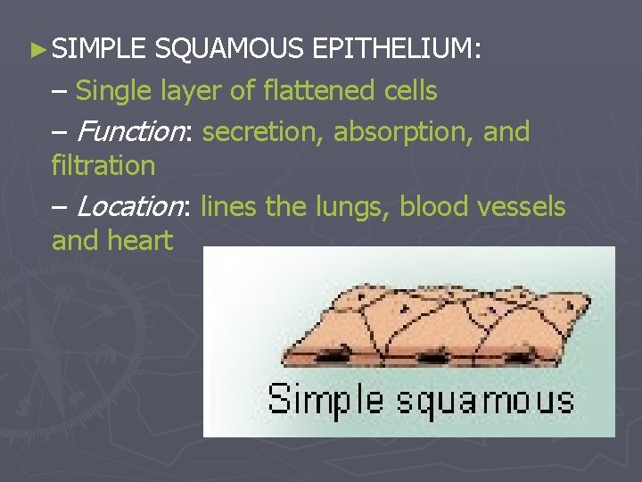 ► SIMPLE SQUAMOUS EPITHELIUM: – Single layer of flattened cells – Function: secretion, absorption,