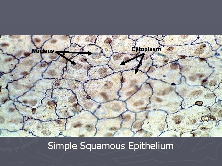 Nucleus Cytoplasm Simple Squamous Epithelium 