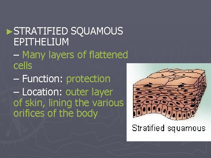 ►STRATIFIED SQUAMOUS EPITHELIUM – Many layers of flattened cells – Function: protection – Location: