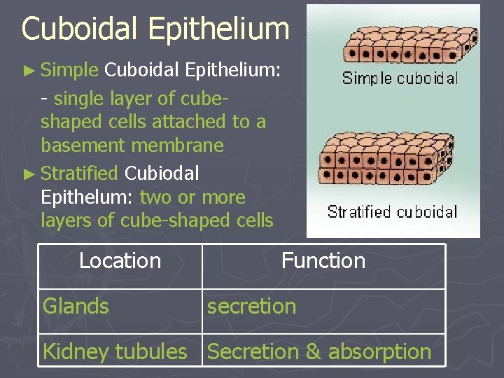 Cuboidal Epithelium ► Simple Cuboidal Epithelium: - single layer of cubeshaped cells attached to