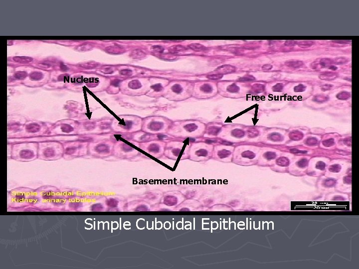 Nucleus Free Surface Basement membrane Simple Cuboidal Epithelium 